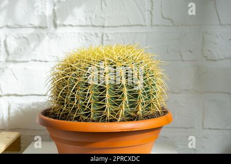 Großer echinocactus Gruzoni im Inneren vor dem Hintergrund einer weißen Backsteinmauer. Hausgemachte Ernte, großer Kaktus im Topf Stockfoto