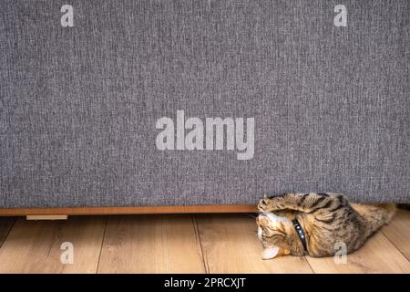 Eine Hauskatze schärft ihre Krallen auf dem Sofa. Haustier verdirbt Möbel, tränkt Sofa mit vandalensicherer Beschichtung Stockfoto