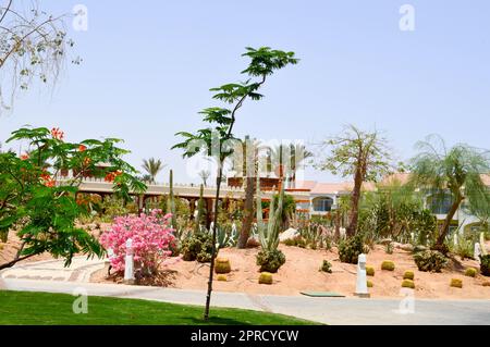 Park mit Kakteen, exotischer tropischer Wüste vor weißen Steingebäuden im mexikanischen lateinamerikanischen Stil vor dem blauen Himmel. Stockfoto