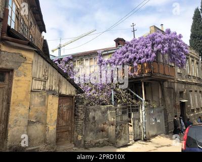 Wunderschönes altes braunes dreistöckiges Haus, Slums mit lila Büschen in der alten Stadtgegend. Stockfoto