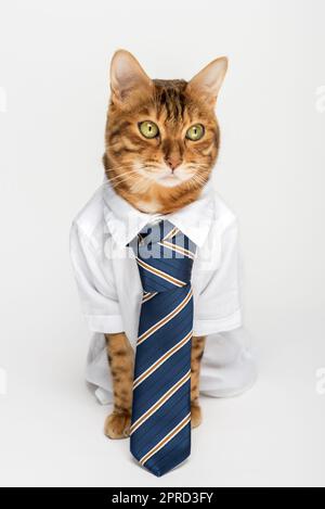 Geschäftskatze in einem Hemd mit Krawatte isoliert auf weißem Hintergrund. Stockfoto