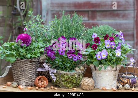 Violettblüten, Ranunculus und Kräuter in rustikalen Pflanzentöpfen im Garten Stockfoto