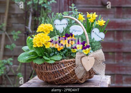 viola-Blumen, Primrose, Narzisse und Kräuter im Korb Stockfoto