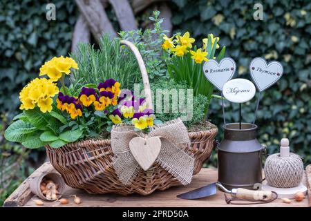 viola-Blumen, Primrose, Narzisse und Kräuter im Korb Stockfoto