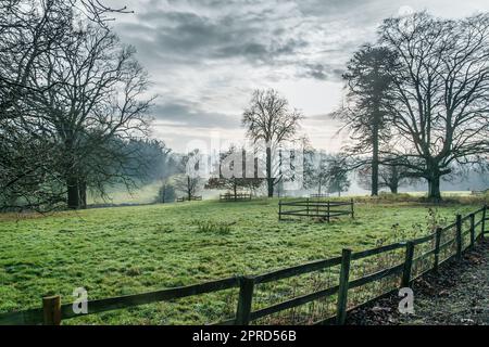 Gras mit Tau, an einem kalten, feuchten, grauen Tag auf einem Feld in Oxfordshire. England. Stockfoto