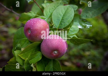 Zwei Äpfel in einem Baum Wasser tropft Tau Bio-Obstgarten Stockfoto