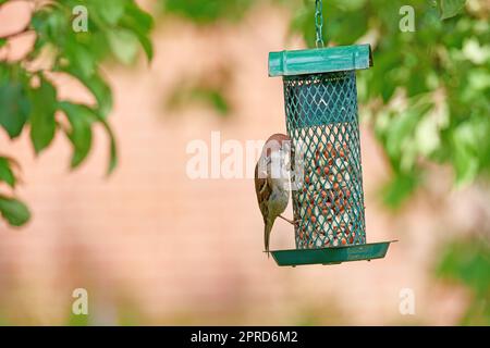 Spatz. Spatzen sind eine Familie kleiner Passanten, Passeridae. Sie werden auch als echte Spatzen oder Spatzen aus der alten Welt bezeichnet, Namen, die auch für eine bestimmte Gattung der Familie verwendet werden, Passer. Stockfoto