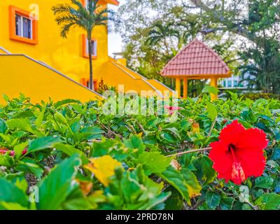 Rote, wunderschöne Hibiskusblütenstraumpflanze in Mexiko. Stockfoto