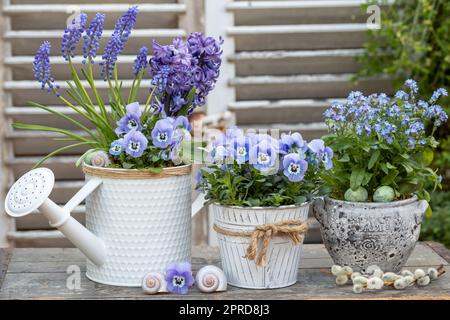 Gartenanlage mit blauen Violaflumen, vergessen Sie mich nicht Blume, Muscari und Hyazinthen in alten Töpfen Stockfoto