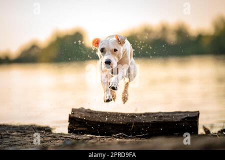Pit Bull Terrier am Ufer des Sees, Hund in der Natur bei Sonnenuntergang Stockfoto