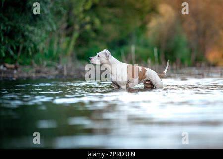 Pit Bull Terrier schwimmt und spielt im Wasser im See Stockfoto