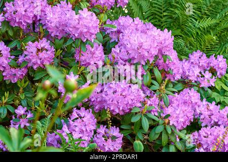 Rhododendron - Gartenblumen im Mai Stockfoto