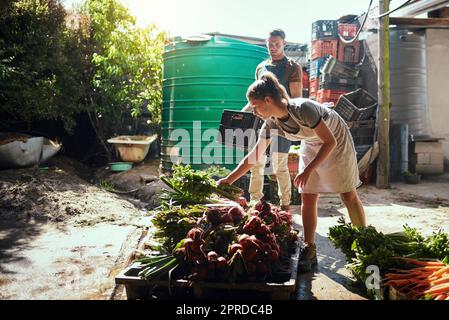 Teamwork bringt die besten Belohnungen im Leben. Aufnahme eines glücklichen jungen Paares, das auf seinem Bauernhof frisch gepflückte Produkte putzt und zubereitet. Stockfoto