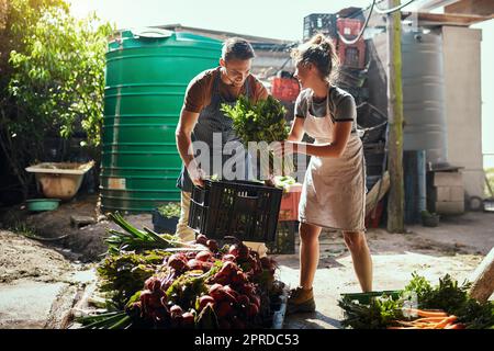 Du brauchst jede Hilfe, die du auf einer Farm bekommen kannst. Aufnahme eines glücklichen jungen Paares, das auf seinem Bauernhof frisch gepflückte Produkte putzt und zubereitet. Stockfoto