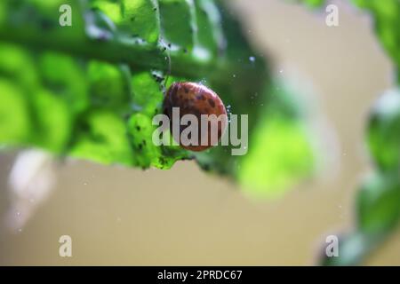 Eine Hornschnecke im Aquarium. Seine Hülle hat die Form eines Horns. Stockfoto