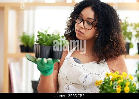 Eine attraktive junge Botanikerin, die zwei Pflanzensätze vergleicht, während sie in ihrem Floristen arbeitet. Stockfoto