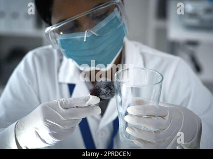 Staubwischen ist ein heikles Geschäft. High-Angle-Aufnahme einer forensischen Wissenschaftlerin, die im Labor nach Abzügen staubt. Stockfoto