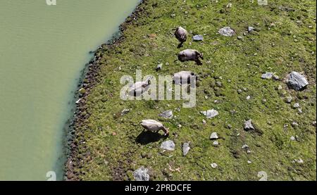 Drohnenaufnahme von Tiroler grauen Rindern in einem Berg neben dem See Stockfoto