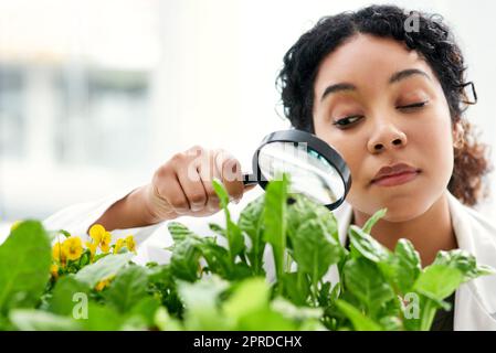 Botanikerin zu sein macht so viel Spaß. Eine Wissenschaftlerin, die durch eine Lupe eine Pflanze anschaut. Stockfoto