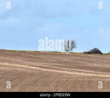 Früher Frühling auf dem Land - Dänemark. Ein Foto der Landschaft im frühen Frühling. Stockfoto