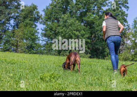 Hundetrainerin mit zwei Hunden auf einer grünen Wiese Stockfoto