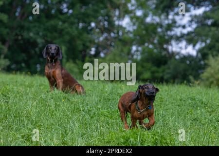 Ein erwachsener Tracker-Hund sieht dem Hündchen beim Laufen zu Stockfoto