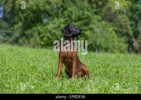 der tracker-Hund sitzt auf einer grünen Wiese Stockfoto