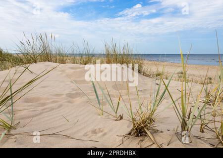 Sandstrand mit trockenem und gelbem Gras, Schilf, Stielen und blauem Meer mit Wellen an der Ostsee Stockfoto