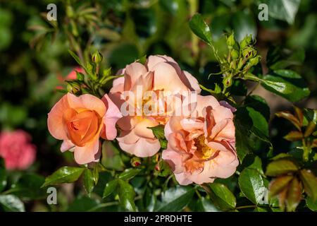 Orangefarbene Rosen am Zweig im Garten Stockfoto