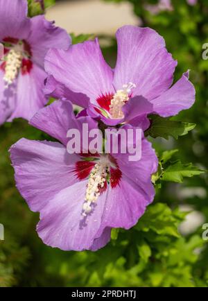 Schöne rosa Blüten von Hibiscus syriacus im Garten Stockfoto