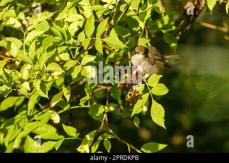 Ein gewöhnlicher Weißkehlchen in freier Wildbahn Stockfoto