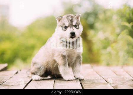 Der vierwöchige Husky-Welpe in weiß-grauer Farbe sitzt auf Holzboden. Stockfoto