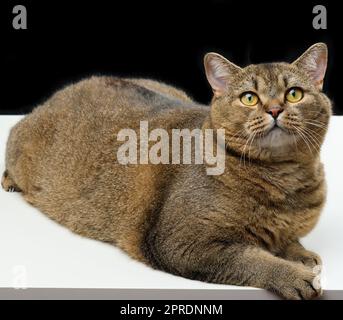 Porträt einer erwachsenen schottischen Straight Katze, schwarzer Hintergrund Stockfoto