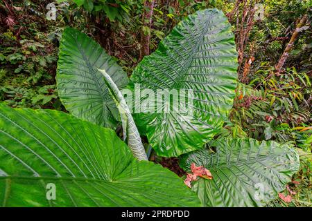 Blick auf Alocasia Macrorrhizos (Riesentaro), das größte, ungeteilte Blatt der Welt. Tropischer Regenwald, Sabah, Borneo, Malaysia. Stockfoto