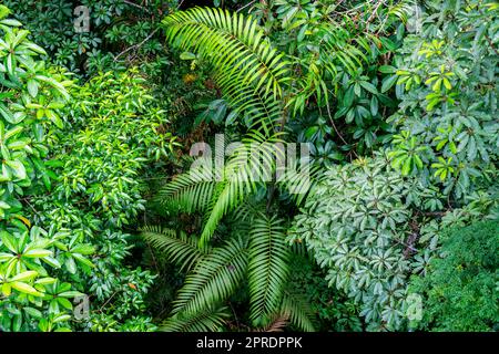 Fantastische Pflanzen im tropischen Regenwald, Sabah, Borneo, Malaysia. Stockfoto