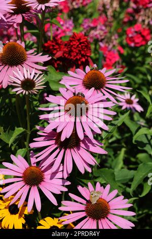 Echinacea purpurpurea oder violette Koneblume im Garten Stockfoto