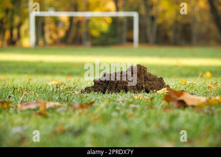 Molehill auf Fußball (Fußball) Feld Rasen, Naturrasen Feld Wartung Stockfoto