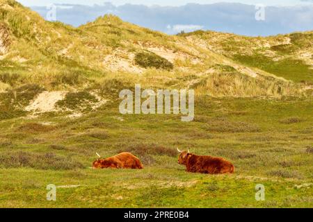 Zwei schottische Highland-Rinder, ein Stier und eine Kuh, die im nordholländischen Dünen-Reservat liegen, eines schläft. Niederlande. Stockfoto