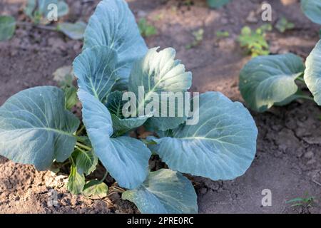 In den Beeten wächst frischer Weißkohl Aggressor. Nahaufnahme. Im Garten reift der Kohl mit den ausstrebenden Blättern. Anbau von Kohl. Kohlhybriden für die frische Verwendung. Stockfoto