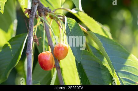 Reife rote und süße Kirschbeeren, die vor der Ernte im Frühsommer von einem Ast hängen. Ein Baum mit köstlichen und saftigen dunkelroten Vogelkirschfrüchten, die von einem Ast hängen. Stockfoto