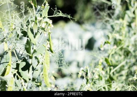 Verschwommenes Bild einer jungen Erbsenpflanze mit Hülsen. Zuckererbsen wachsen in einem Sommergarten, grüne Blätter, Zweige und Hülsen. Bio-Gartenarbeit. Grüne Erbsenpflanze im Garten. Natürlicher Hintergrund. Stockfoto