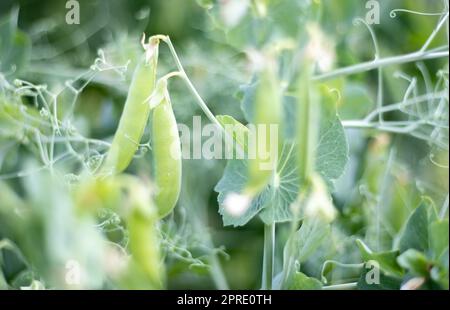 Verschwommenes Bild einer jungen Erbsenpflanze mit Hülsen. Zuckererbsen wachsen in einem Sommergarten, grüne Blätter, Zweige und Hülsen. Bio-Gartenarbeit. Grüne Erbsenpflanze im Garten. Natürlicher Hintergrund. Stockfoto