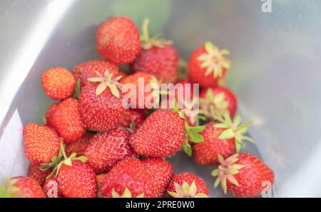 Voller Eimer mit frisch gepflückten Erdbeeren im Sommergarten. Nahaufnahme von Erdbeeren in einem Kunststoffkorb. Bio-Beeren und frische Beeren auf einem Bauernmarkt, in einem Eimer auf einem Erdbeerfeld. Stockfoto