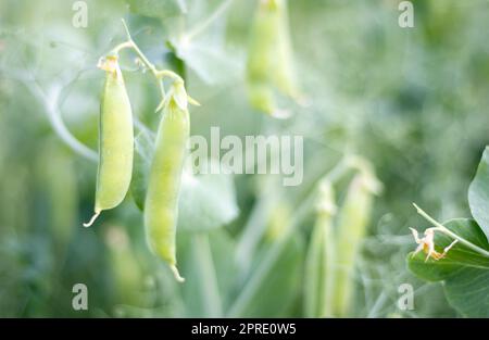 Verschwommenes Bild einer jungen Erbsenpflanze mit Hülsen. Zuckererbsen wachsen in einem Sommergarten, grüne Blätter, Zweige und Hülsen. Bio-Gartenarbeit. Grüne Erbsenpflanze im Garten. Natürlicher Hintergrund. Stockfoto