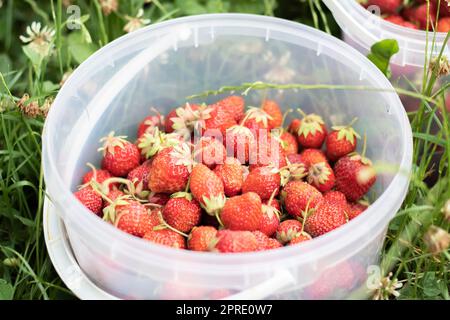 Voller Eimer mit frisch gepflückten Erdbeeren im Sommergarten. Nahaufnahme von Erdbeeren in einem Kunststoffkorb. Bio-Beeren und frische Beeren auf einem Bauernmarkt, in einem Eimer auf einem Erdbeerfeld. Stockfoto