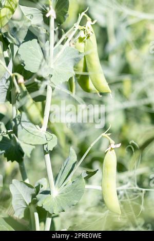 Verschwommenes Bild einer jungen Erbsenpflanze mit Hülsen. Zuckererbsen wachsen in einem Sommergarten, grüne Blätter, Zweige und Hülsen. Bio-Gartenarbeit. Grüne Erbsenpflanze im Garten. Natürlicher Hintergrund. Stockfoto