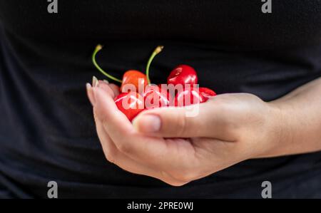 Eine Handvoll reifer Kirschen in der Hand, frisch gepflückt aus einem Bio-Garten. Eine Hand hält einen Haufen Kirschen. Ein Mädchen hält eine Handvoll Kirschen im Garten, an einem Sommertag. Stockfoto