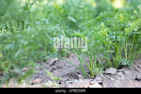 An einem Sommertag wachsen Karotten in den Beeten im Garten. Gemüsegrüner Garten. Karotten wachsen im Garten. Frisches biologisches Erzeugnis. Junge grüne Blätter einer wachsenden Karotte. Stockfoto