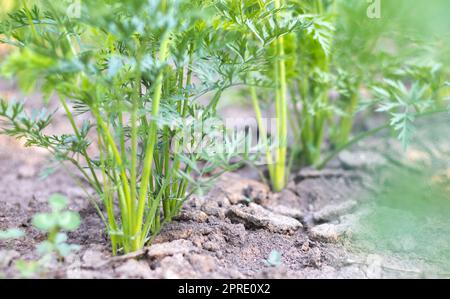 An einem Sommertag wachsen Karotten in den Beeten im Garten. Gemüsegrüner Garten. Karotten wachsen im Garten. Frisches biologisches Erzeugnis. Junge grüne Blätter einer wachsenden Karotte. Stockfoto