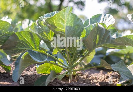 In den Beeten wächst frischer Weißkohl Aggressor. Nahaufnahme. Im Garten reift der Kohl mit den ausstrebenden Blättern. Anbau von Kohl. Kohlhybriden für die frische Verwendung. Stockfoto